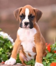 Lovely Boxer puppies