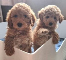 Poodle Puppies For Sale