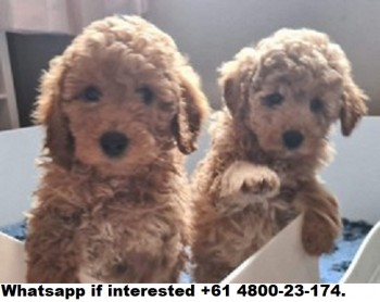 Poodle Puppies For Sale