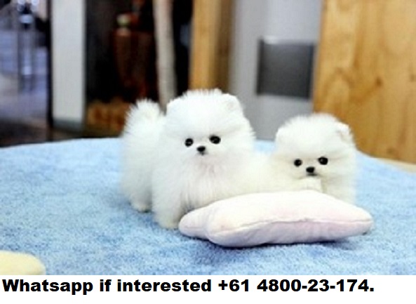 T-cup pomeranian puppies for sale