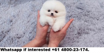 T-cup pomeranian puppies for sale