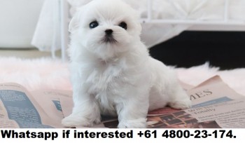 Maltese Puppies For Sale