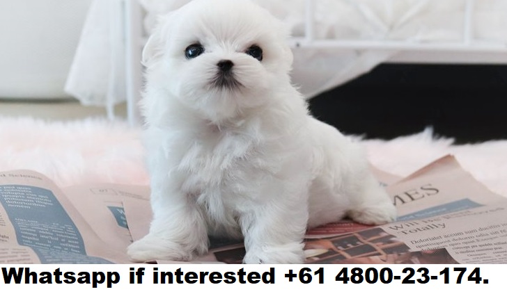 Maltese Puppies For Sale