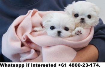 Lovely Maltese puppies For Sale