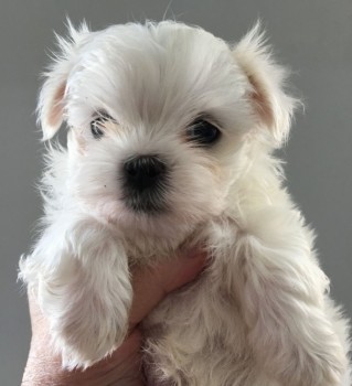 MALTESE PUPPIES FOR ADOPTION 