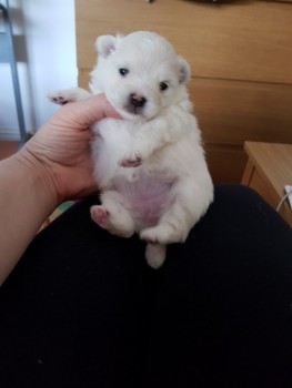 MALTESE PUPPIES FOR ADOPTION 