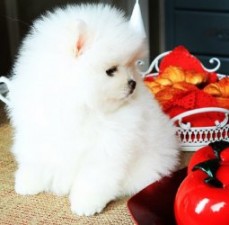  TEACUP POMERANIAN PUPPIES FOR SALE