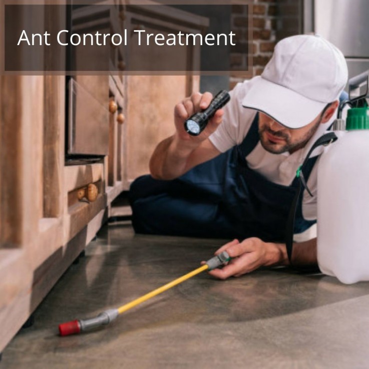 24*7 Pest Control Treatment in Happy Valley