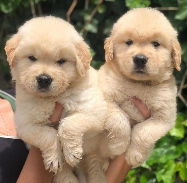 Male and Female Golden Retriever Puppies