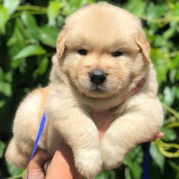 Registered Golden Retriever Puppies