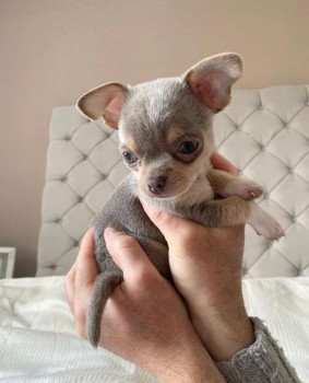 Two Chihuahua Puppies For Re-homing