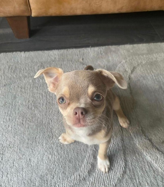 Beutifull Chihuahua Puppies for Rehoming