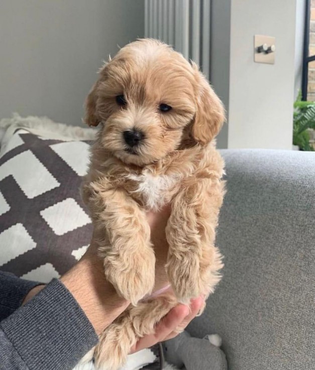 Cute AKC Maltipoo Puppies