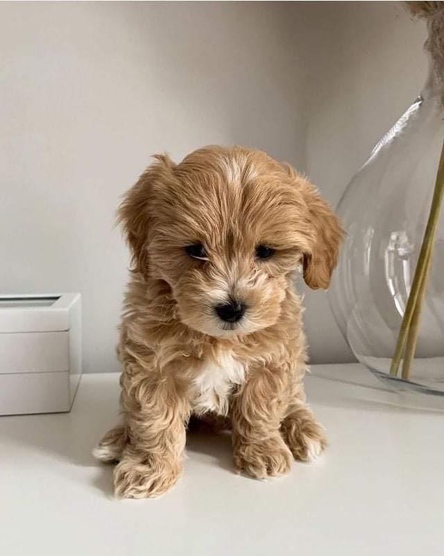 Charming Whte Maltipoo Puppy for Sale