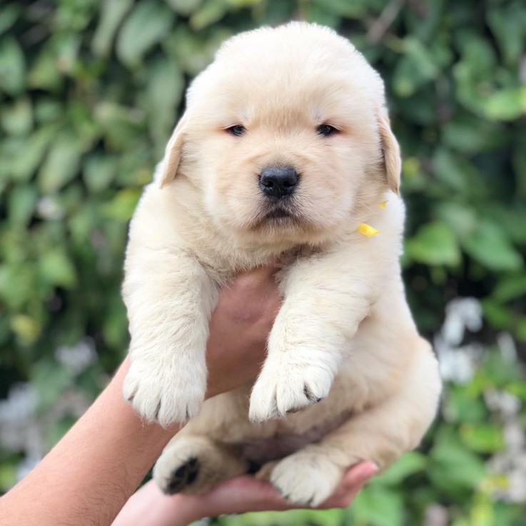 Golden Retriever Puppies Available