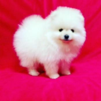  Beautiful Pomeranian puppies for good h