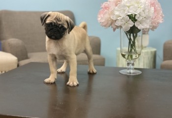 Beautiful Pug puppies for good home