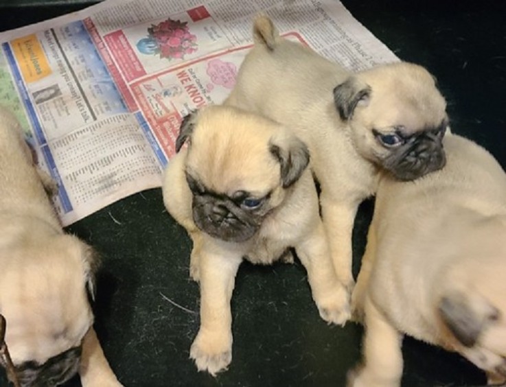 Beautiful Pug puppies for good home