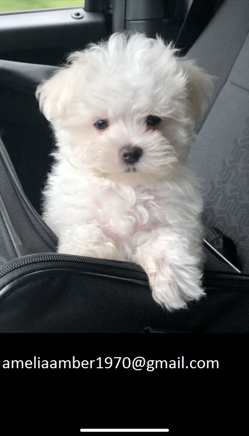 Beautiful Maltese puppies for good home