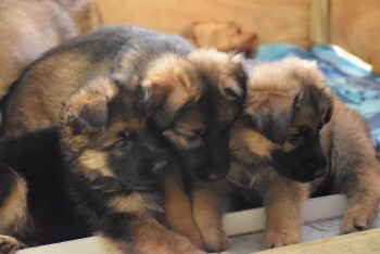 Cute German sherperd puppies for sal