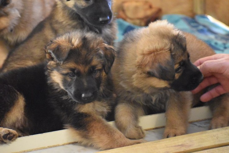 Cute German sherperd puppies for sal