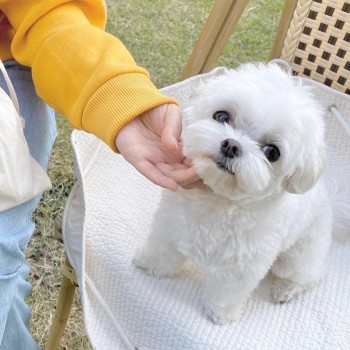 Adorable outstanding Maltese puppies