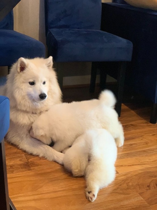 Hypoallergenic Beautiful Samoyed puppies