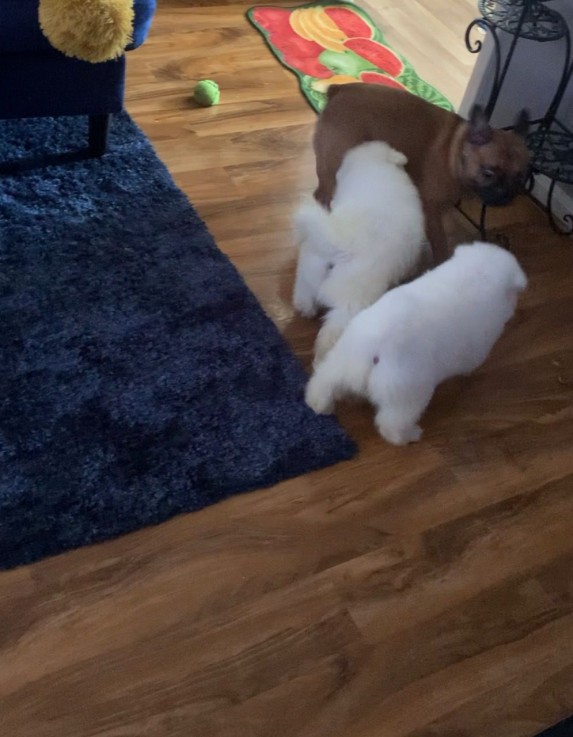 Hypoallergenic Beautiful Samoyed puppies