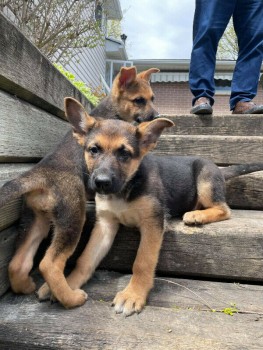 Family German Shepherd puppies