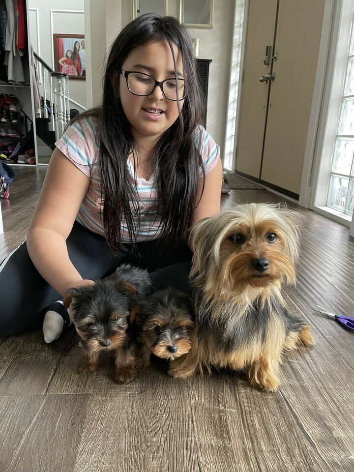 Yorkie puppies for sale