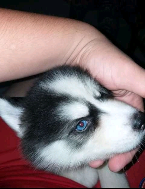 Blew eyes Siberian husky puppies