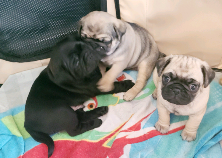 Beautiful Pug puppies available