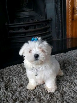 Clean Maltese puppies ready for new home