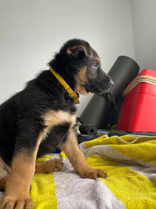 Pair of German Shepherd puppies