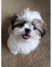 Shih Tzu puppies for sale