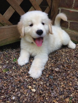 Golden retriever puppies