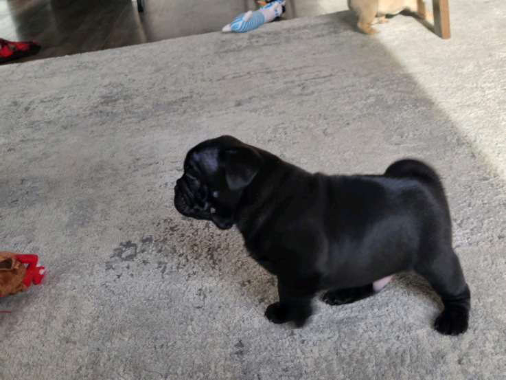 Well trained Pug puppies