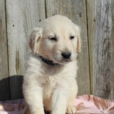 Well trained Golden Retriever puppies