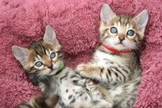 Sphynx and Bengal  kittens available for