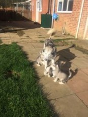 Alaskan Malamute puppies