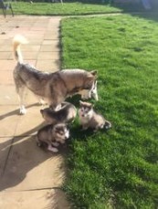 Alaskan Malamute puppies