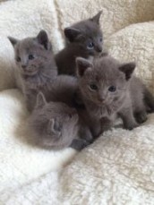 Russian Blue kittens