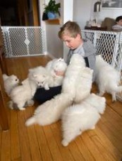 Samoyed puppies