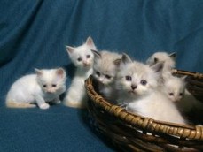 Ragdoll Kittens 