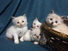 Ragdoll Kittens 