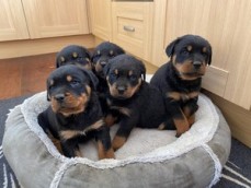 Rottweiler puppies