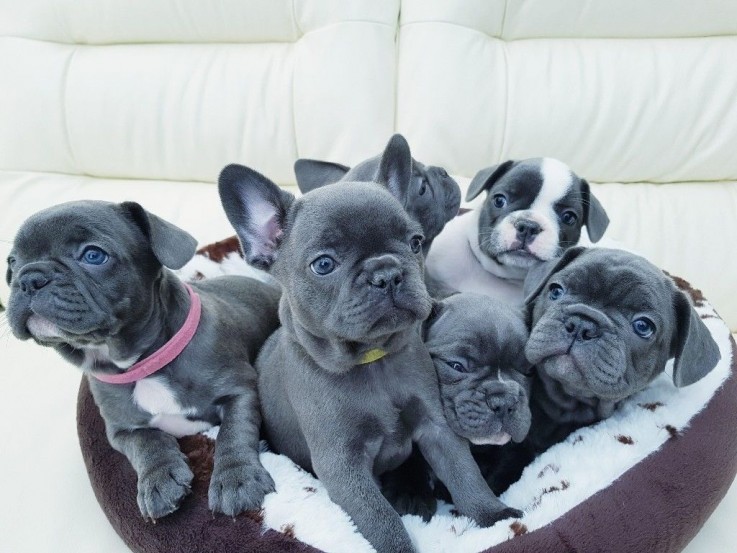 French Bulldog Puppies 