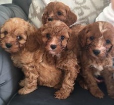 Cavapoo puppies