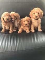 Cockapoo puppies