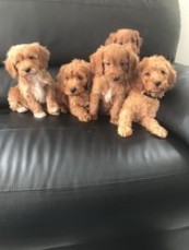 Cockapoo puppies